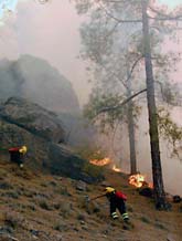 Brandmännen försöker stoppa skogsbränderna på Kanarieöarna. Foto: Sergio Perez/Scanpix