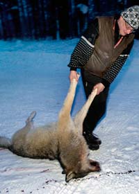 En varg har skjutits. Foto: Lars Pehrsson/Scanpix