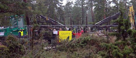 Högsta Domstolen har stoppat trädfällningen vid Bunge på Gotland. Foto: Greenpeace.