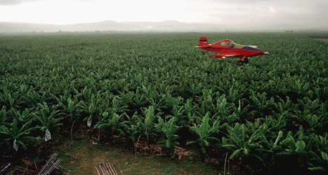 En bananodling i Honduras sprutas med gift från ett flygplan. Gifterna ska bland annat stoppa insekter från att förstöra bananerna. Foto: Esteban Felix/Scanpix