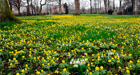 Den som bor i Malmö kan se vårens första blommor. Foto: Erika Oldberg /TT.