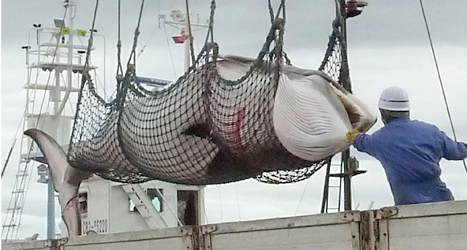Ett japansk fartyg har fångat en vikval. Foto: Kyodo News/TT.