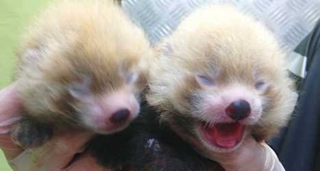 Pandaungarna Polly och Plopp föddes i Kolmårdens djurpark.
Foto: Kolmården/TT.