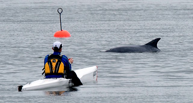 En man i kanot tittar på delfinen i Östersjön