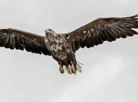 En stor fågel som flyger.