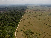 Regnskog som skövlats i Brasilien.