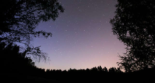 En natthimmel med många stjärnor. Himlen är blå och svagt rosa. Stjärnorna syns som små gula prickar på himlen. Bilden ramas in av mörk skog.