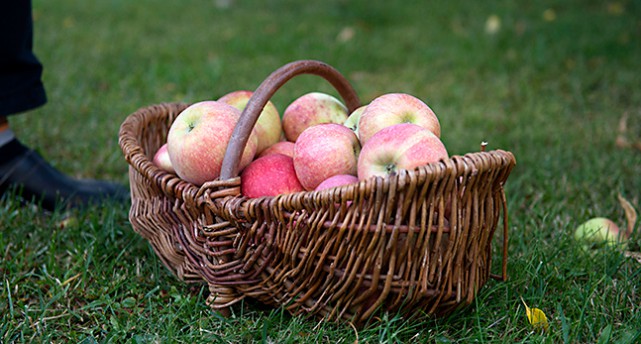 Äpplen som ligger i en korg på en gräsmatta.
