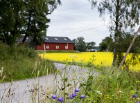 Ett blommande rapsfält och en bondgård.