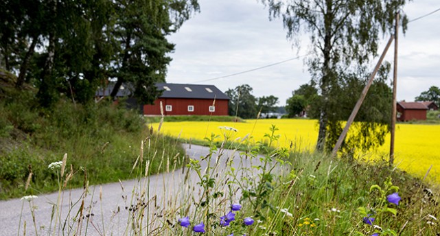 Ett blommande rapsfält och en bondgård.