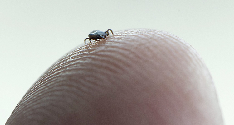 En liten fästing kryper på en människas fingertopp