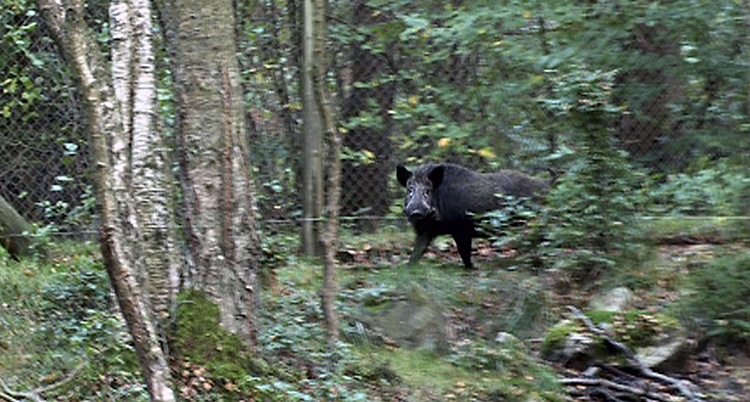 Ett vildsvin i skogen