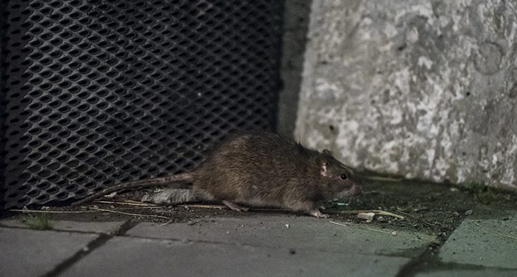 En råtta letar mat