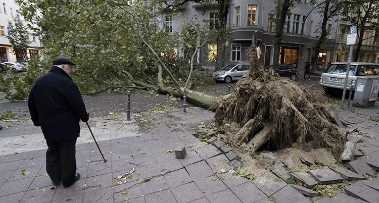Ett träd har fallit i stormen