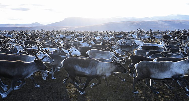 Renar i fjällen.