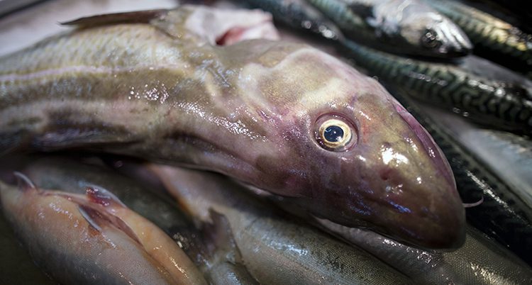 Det är brist på torsk i Östersjön