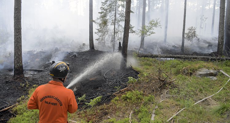 En brandman sprutar vatten på träd i en bränd skog.