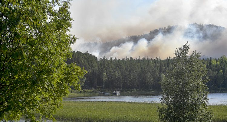 Det brinner i skogen