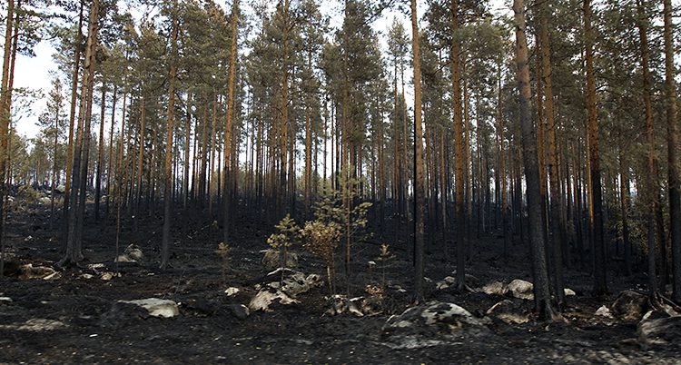 Skog som förstörts av elden