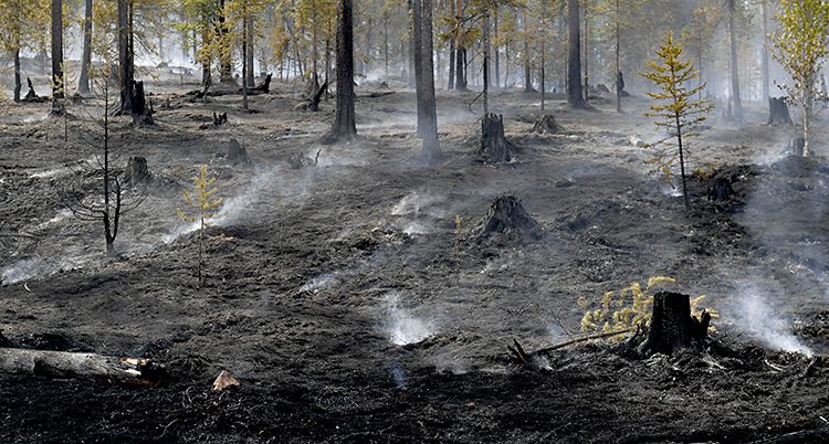 Skog som brunnit i Älvdalen