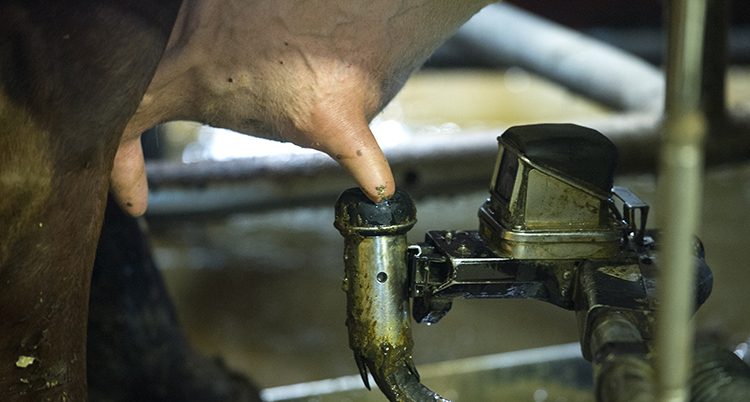 En ko blir mjölkad av en maskin.