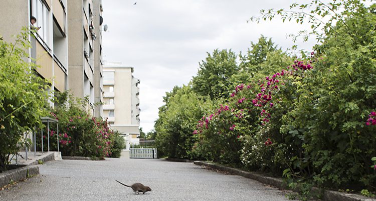 En råtta på en gård i Stockholm