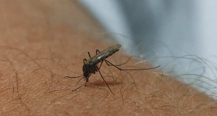 Mygga som suger blod på en arm