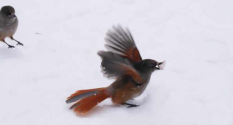 En lavskrika på snötäckt mark med något i näbben. Den viftar på vingarna så att de blir suddiga. Fågeln är grå och orange.