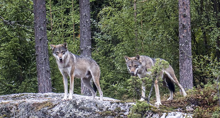 Två vargar står i skogen.