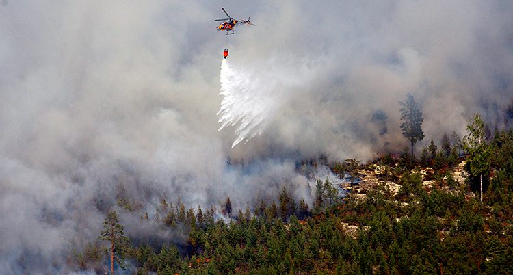 En helikopter släpper vatten över en brand i skogen. Det kommer väldigt mycket rök från branden.