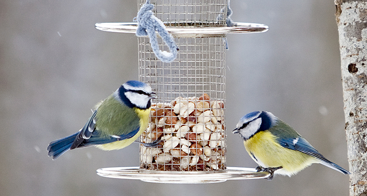 Två blåmesar åter nötter på ett fågelbord.