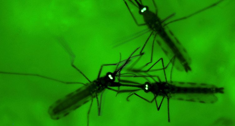 Tre myggor som syns genom ett mikroskop. De sitter på ett glasskiva som lyser grönt.