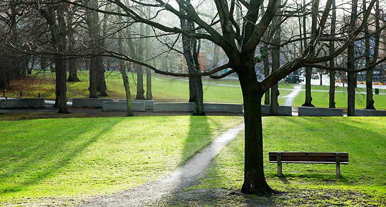 En bild på en park. En stig går mellan träden och gräsmattan är ganska grön.