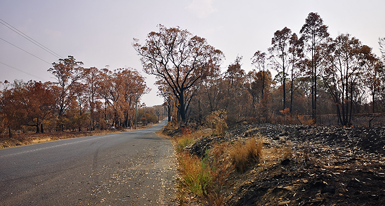 Röda och svarta träd och buskar vid en väg.