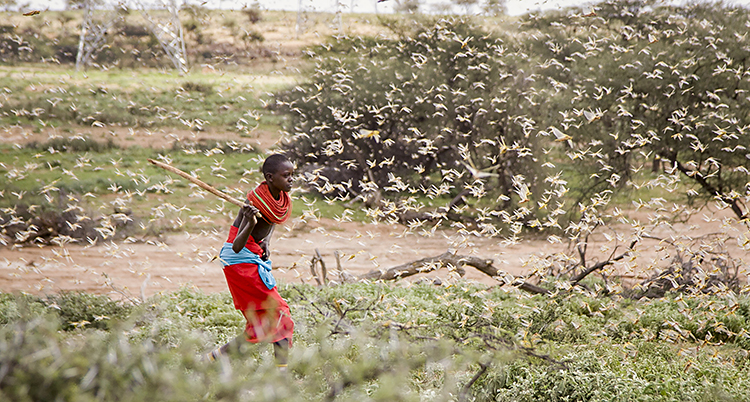 En pojke försöker få bort gräshoppor. Han är omringad av massor av gräshoppor. I Handen har han en pinne. De sprider sig i östra Afrika.