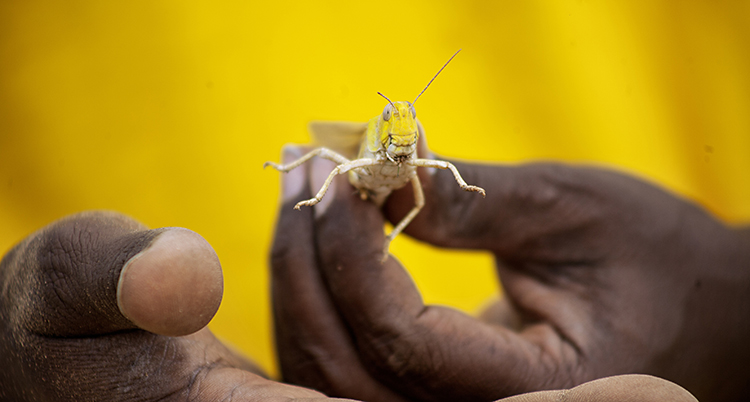 Africa Locust Outbreak