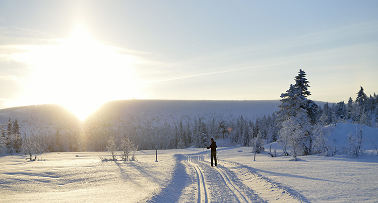 Det är snö överallt. En person åker längskidor. Solen skiner. Några granar med snö på syns.