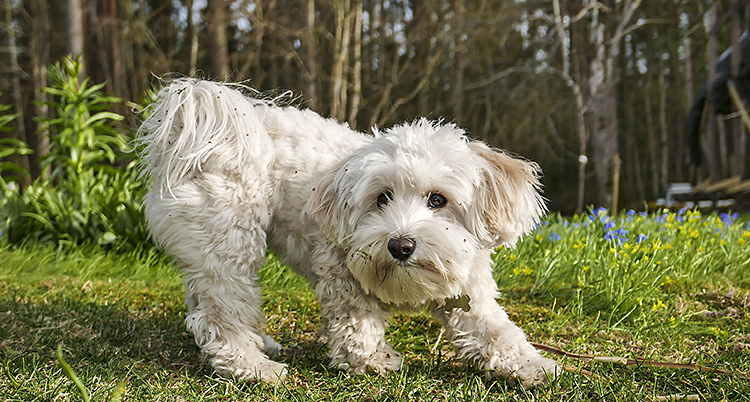 En liten hund står på en gräsmatta. Den har ljus päls och är fluffig. Den är av rasen bichon havanais.