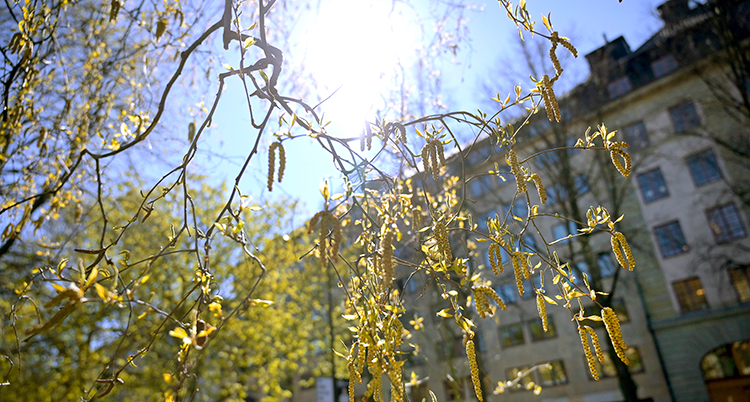 Ett träd med mycket pollen. Solen skiner.
