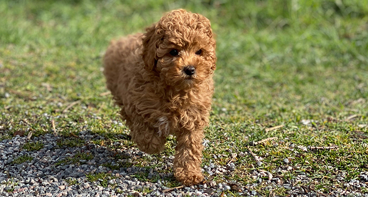 Kronprinsessfamiljen presenterar en ny familjemedlem: Rio. Rio är en cavapoohund. Han har bott på Haga i en veckas tid.