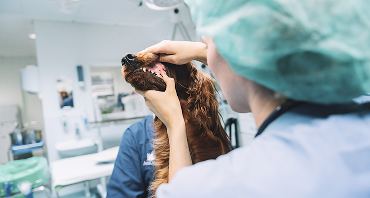En veterinär tittar en brun hund i munnen.