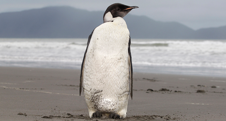 En pingvin står på en strand. Havet syns i bakgrunden.