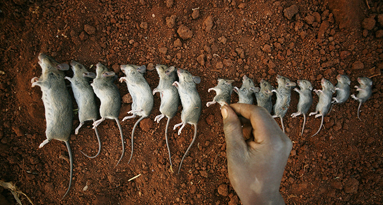 Flera döda möss ligger på rad på marken.