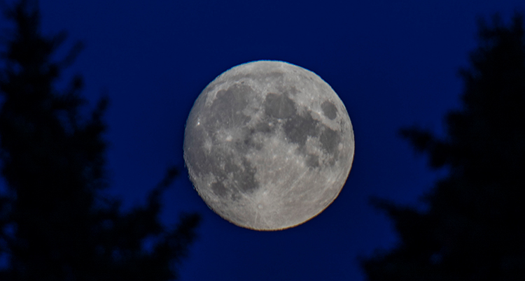 Månen ses som ett stort vitt klot mot en mörkblå himmel, inramad av siluetter av granar