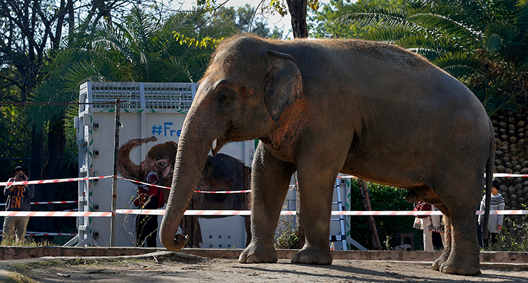 En elefant står i en inhängnad med jord på marken, i bakgrunden syns en stor vit låda i plåt.