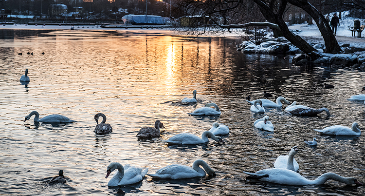 Solnedgång över en sjö. Ljuset är gult. På stränderna är det snö. På vattnet simmar omkring 20 svanar.Framför kameran