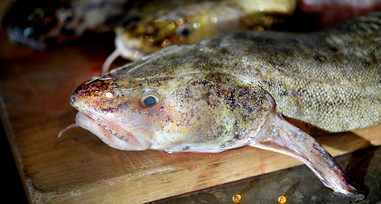 Bilden visar en fisk som ligger på en skärbräda. Fisken är grå och har en stor mun.