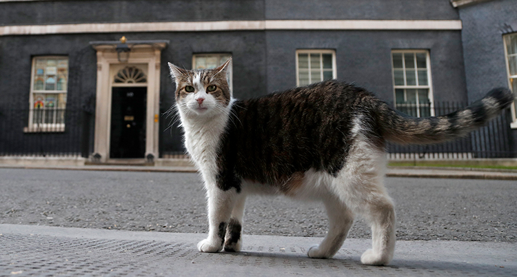 En gråvit katt står på en trottoar framför ett hus