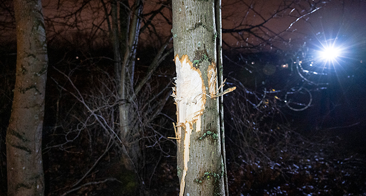 Det är utomhus. Det är kväll. En blixt från en kamera lyser upp ett träd. Trädet har en stor skada i barken.