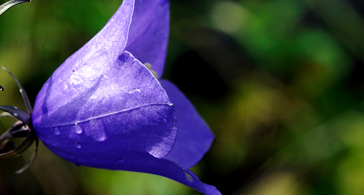 En blå blomma formad som en kupad klocka.